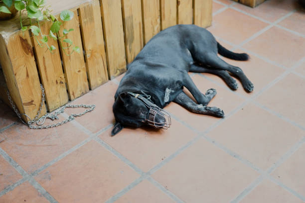 Phu Quoc Ridgeback Dog Pet - Free photo on Pixabay