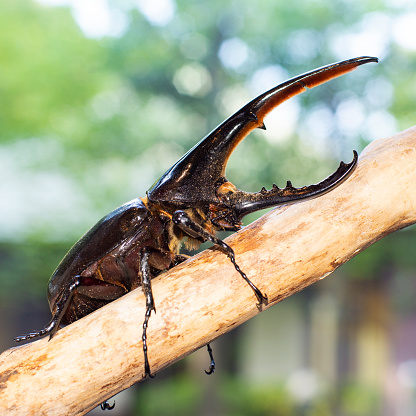 Hercules beetle on at the branch in summer.