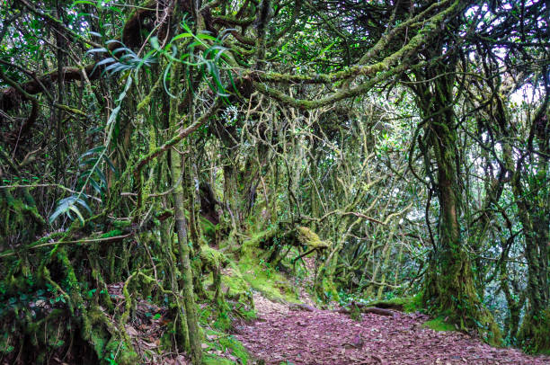 istock Mossy forest on the mountain Brinchang 1017550860