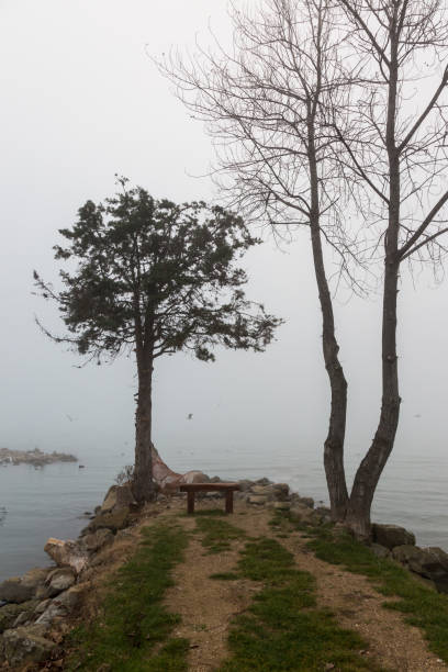 istock Tree on a lake shore in the middle of mist 1017550920