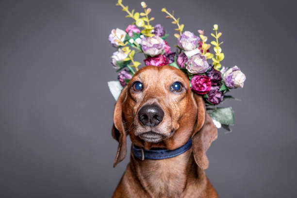 istock dachsund brown dog in a flowers crown. 1017553910