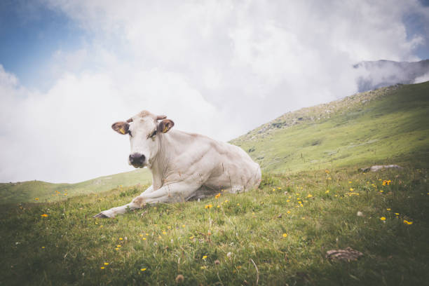 relaxed white cow on pasture in the italian alps - milk european alps agriculture mountain imagens e fotografias de stock