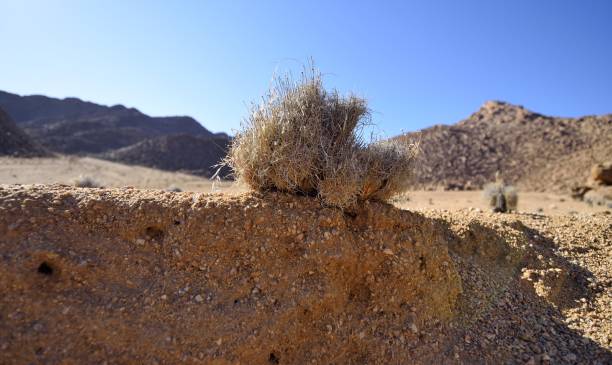 park narodowy richtersveld - richtersveld national park zdjęcia i obrazy z banku zdjęć