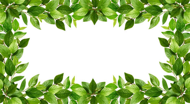 istock Twigs with fresh green leaves in a frame 1017561222