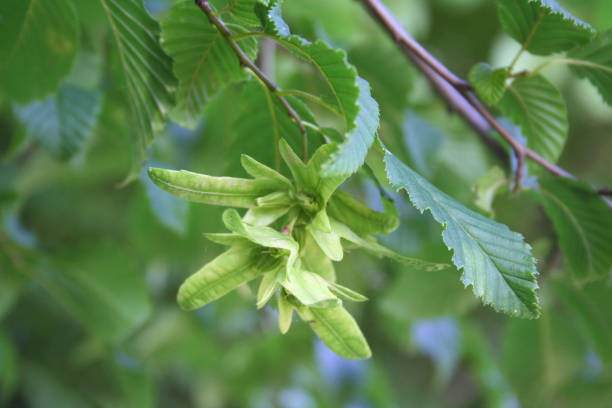 istock European or common hornbeam fruits 1017561234