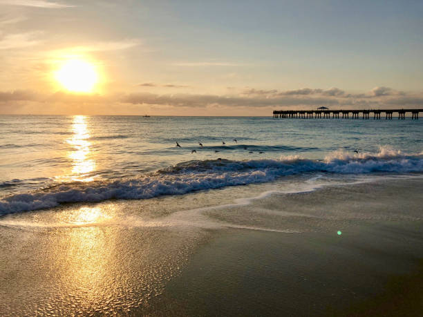 istock flock of birds dawn on the beach 1017561258
