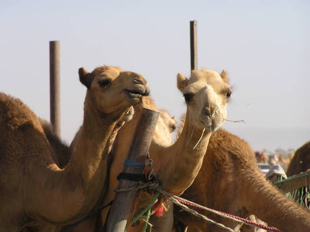 istock The camel market in Al Ain 1017561668