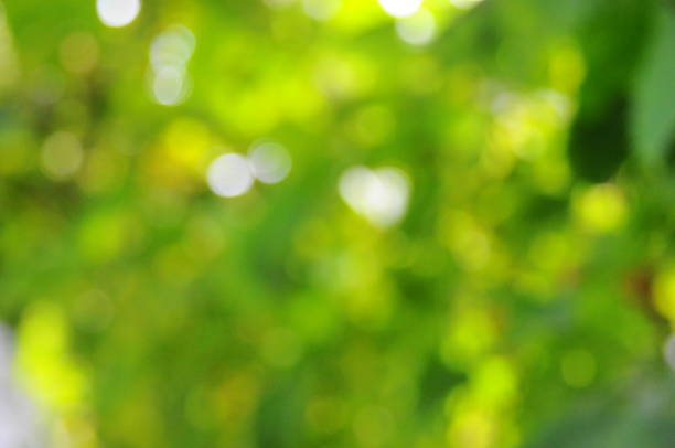 istock Blur Bacground - Grenn Backround - Autumn bokeh background 1017562078