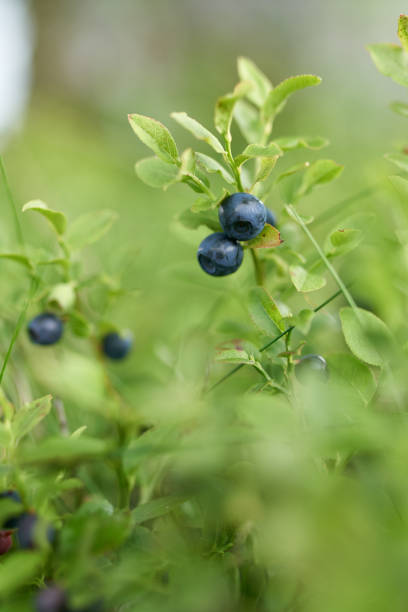istock Blueberry bushes in the forest 1017566360