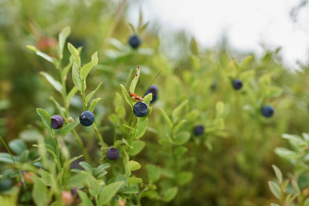 istock Blueberry bushes in the forest 1017566364