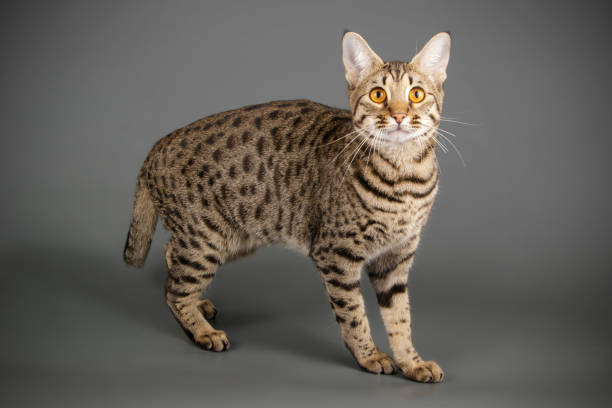 istock studio photography of a savannah cat 1017569458