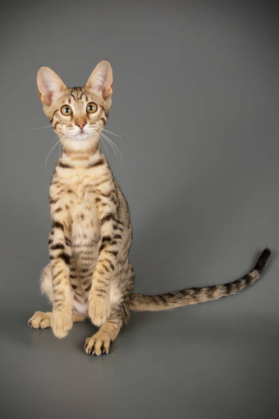 istock studio photography of a savannah cat 1017569476