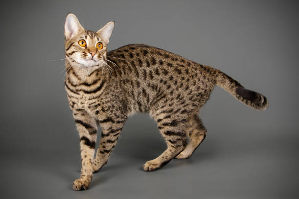 istock studio photography of a savannah cat 1017569486