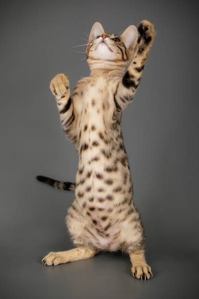 istock studio photography of a savannah cat 1017569512