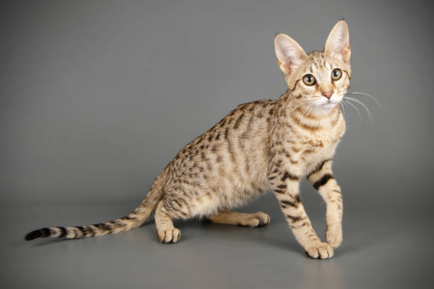 istock studio photography of a savannah cat 1017569538
