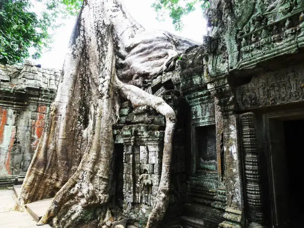 Photo of Big tree root on a ruin at Ta Prohm Temple in Siem Reap, Cambodia, Asia