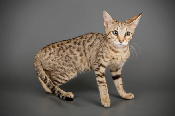 istock studio photography of a savannah cat 1017570894