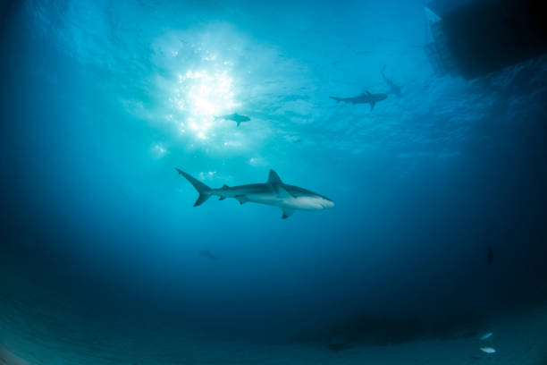 istock Caribbean reef shark at the Bahamas 1017577154