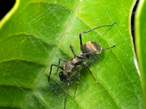 istock Macro Photo of Ant Mimic Jumping Spider in Web on Green Leaf 1017577688