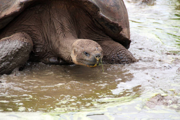 istock Giant turtles in the Galapagos Islands 1017580782