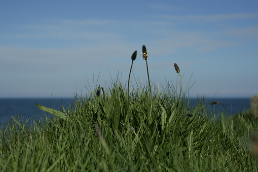 Grass and wildflowers on the coast of Scotland, looking out to sea