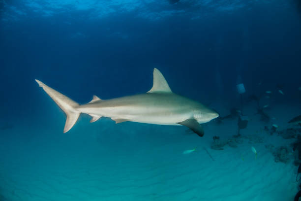 istock Caribbean reef shark at the Bahamas 1017588096