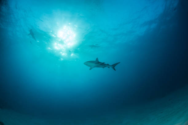 istock Caribbean reef shark at the Bahamas 1017588310