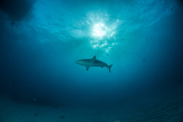 istock Caribbean reef shark at the Bahamas 1017588428