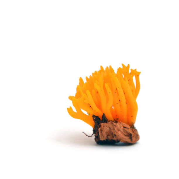 istock calocera viscosa mushroom 1017588586