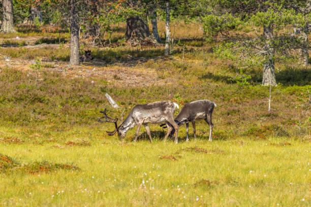 istock Reindeer graze at the edge of the forest 1017588812