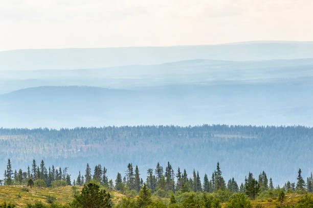istock Woodland view with mist in the valley 1017588816