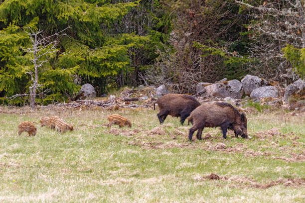 istock Forest meadow with Wild boars and piglets 1017589648