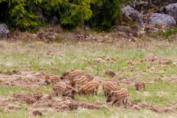 istock Wild boar piglets on a meadow 1017590690