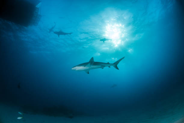 istock Caribbean reef shark at the Bahamas 1017591008