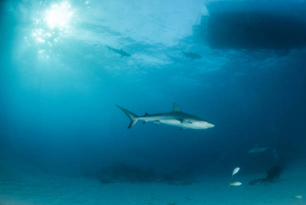istock Caribbean reef shark at the Bahamas 1017591292