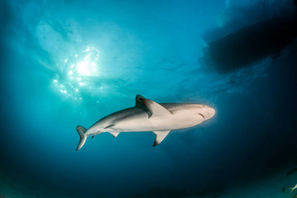 istock Caribbean reef shark at the Bahamas 1017591464