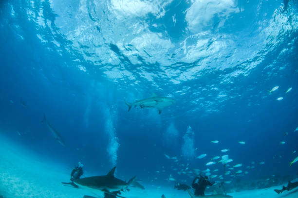 istock Bulls shark at the Bahamas 1017591628