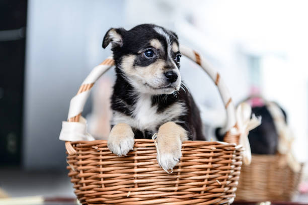 istock small puppy in the basket 1017591682