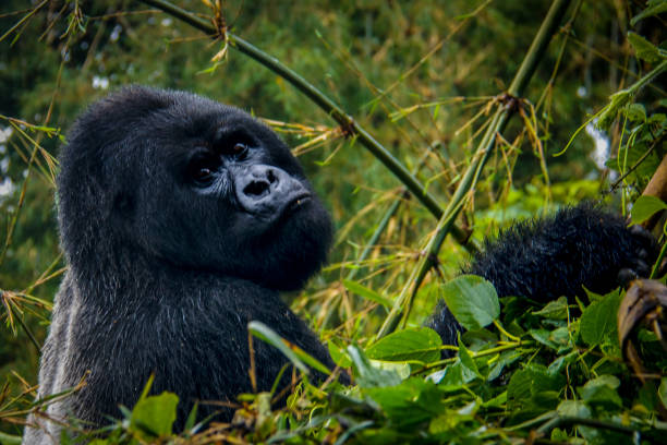 gorilla di montagna silverback "guhonda", maschio alfa del gruppo sabinyo nel parco nazionale dei vulcani in ruanda, africa centrale - gorilla safari animals wildlife photography foto e immagini stock