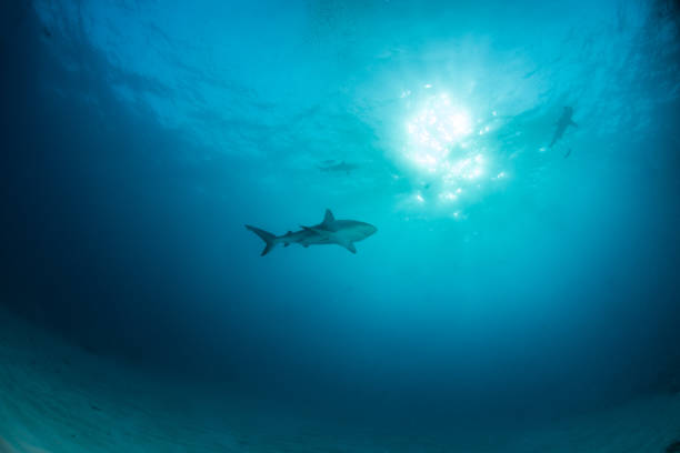 istock Caribbean reef shark at the Bahamas 1017594112