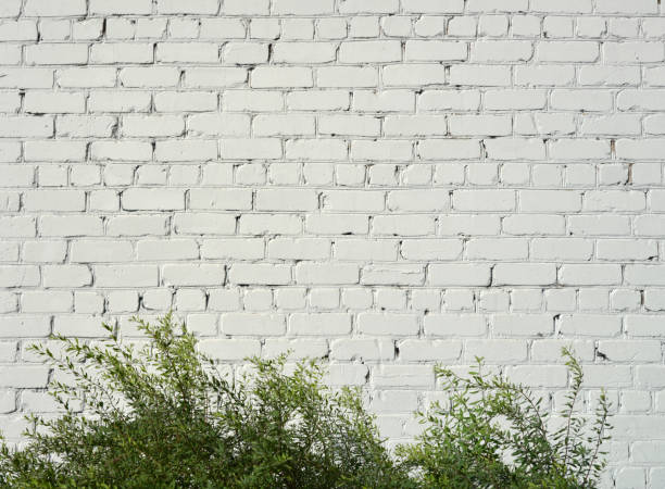 istock Brick wall painted with white paint and bushes with green leaves. 1017594772
