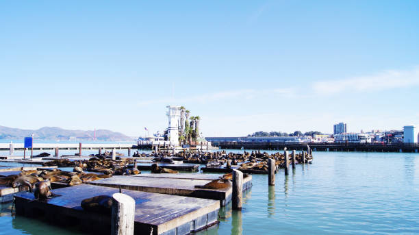 istock Sea Lions By Pier 39 San Francisco Bay Waterside 1017599408