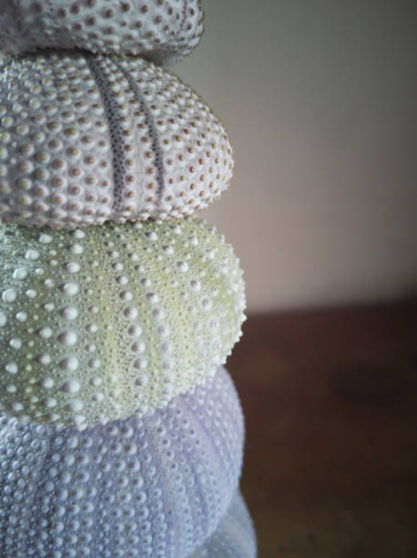 Close up of stack of pastel colored urchin shells