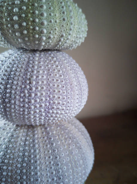 istock Close up of stack of pastel colored urchin shells 1017602696