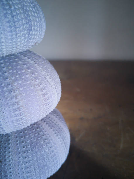 istock Close up of stack of 3 pastel colored urchin shells 1017602738