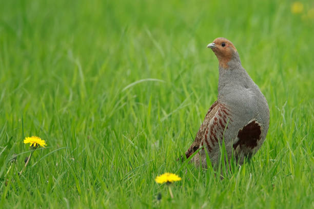 Partridge *Perdix perdix* A vine rooster in the green meadow with dandelions perdix stock pictures, royalty-free photos & images