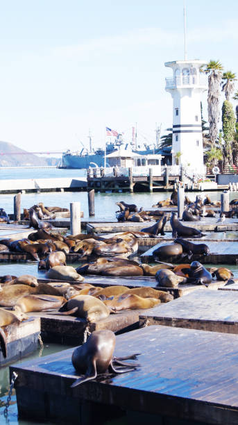 istock Sea Lions By Pier 39 San Francisco Bay Waterside 1017603148