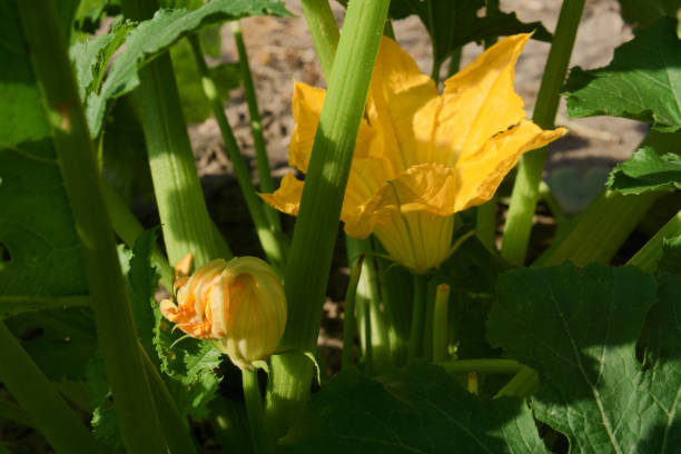 istock flowering zucchini in garden 1017607436