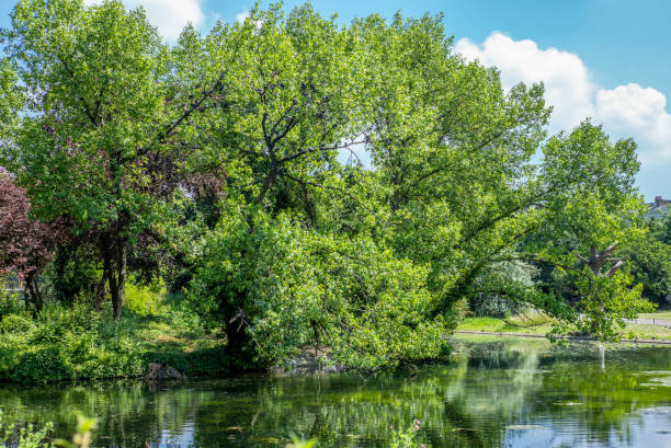 istock Trees reflecting in a park in London in Summer - 1 1017607620