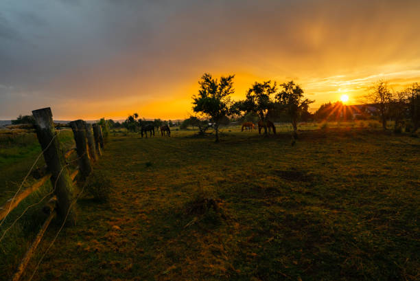 Horse farm in the sundown light